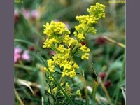 Честит Еньовден