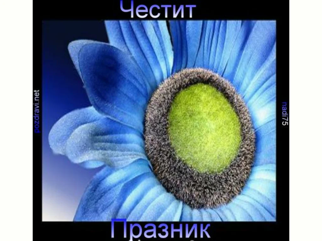 Цветница еуфория в синьо!