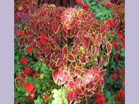 Пъстра Цветница!