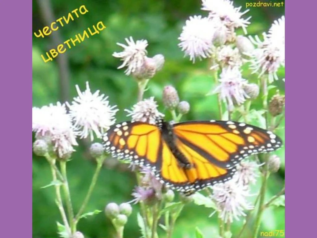 Пеперуда и цветя!