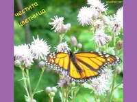 Пеперуда и цветя!