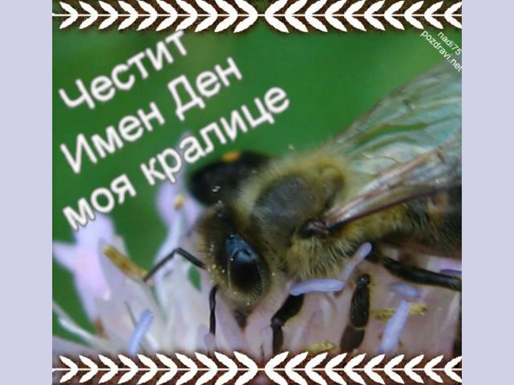 Поздрав за любимата.