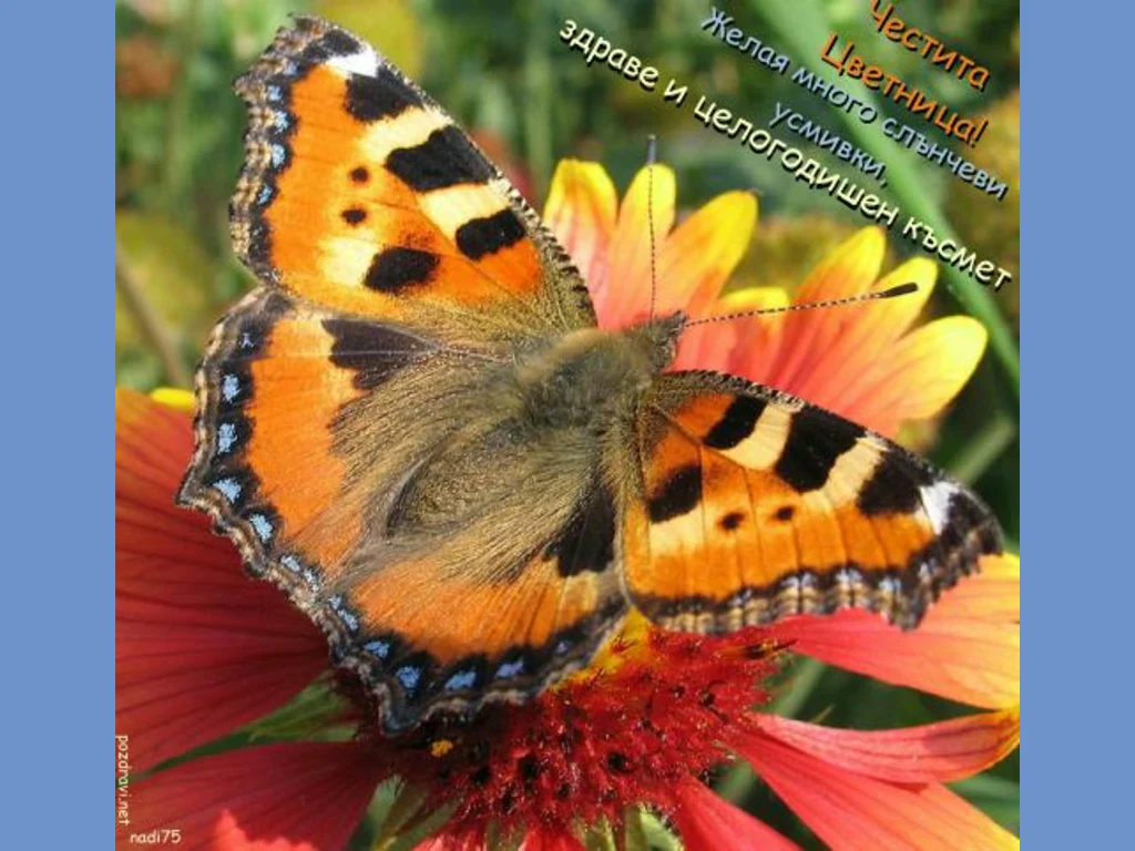 Пожелание за Цветница!