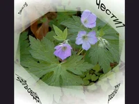 Гергьовден