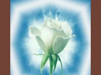 Щастлив Рожден Ден     –    бяла роза