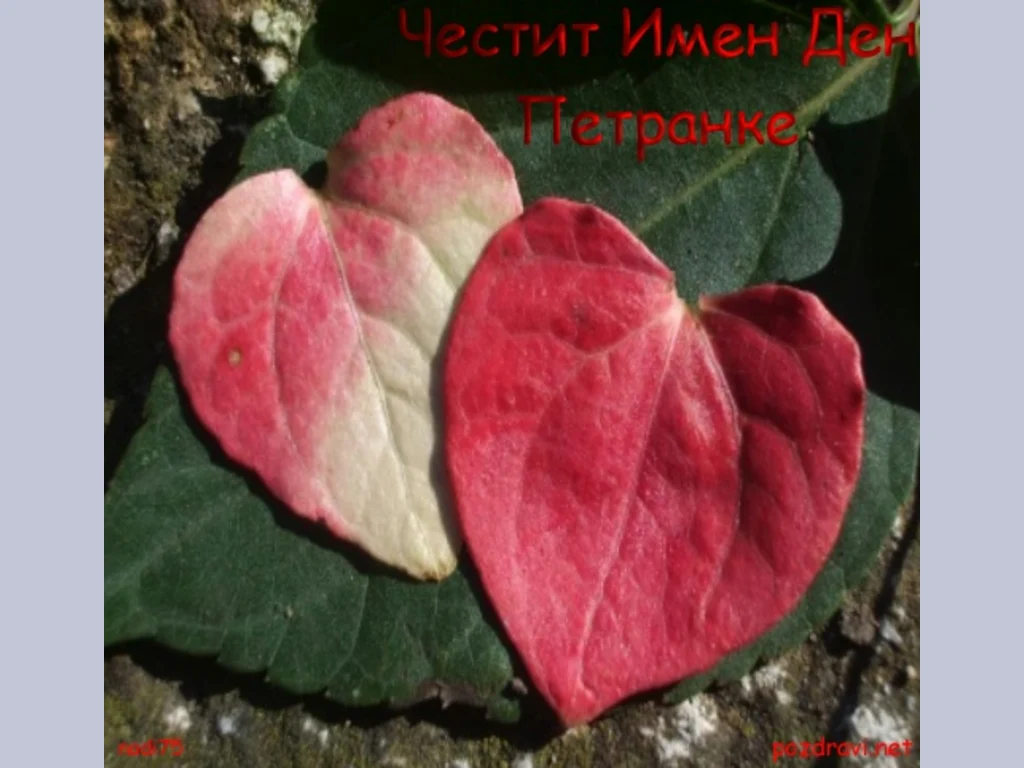 Честит Имен ден Петранке
