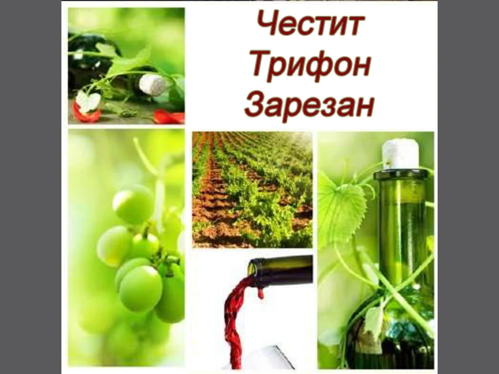 Трифона Зарезан–Честит Празник!