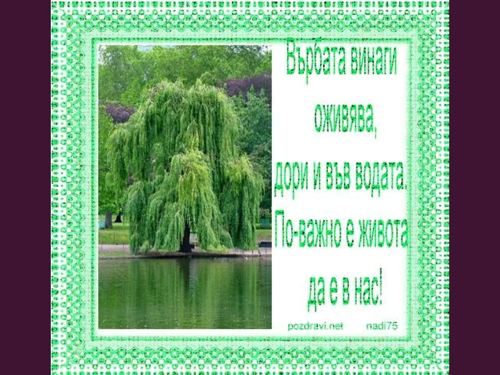 Цветница. Върбата символ на живота.
