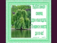 Цветница. Върбата символ на живота.
