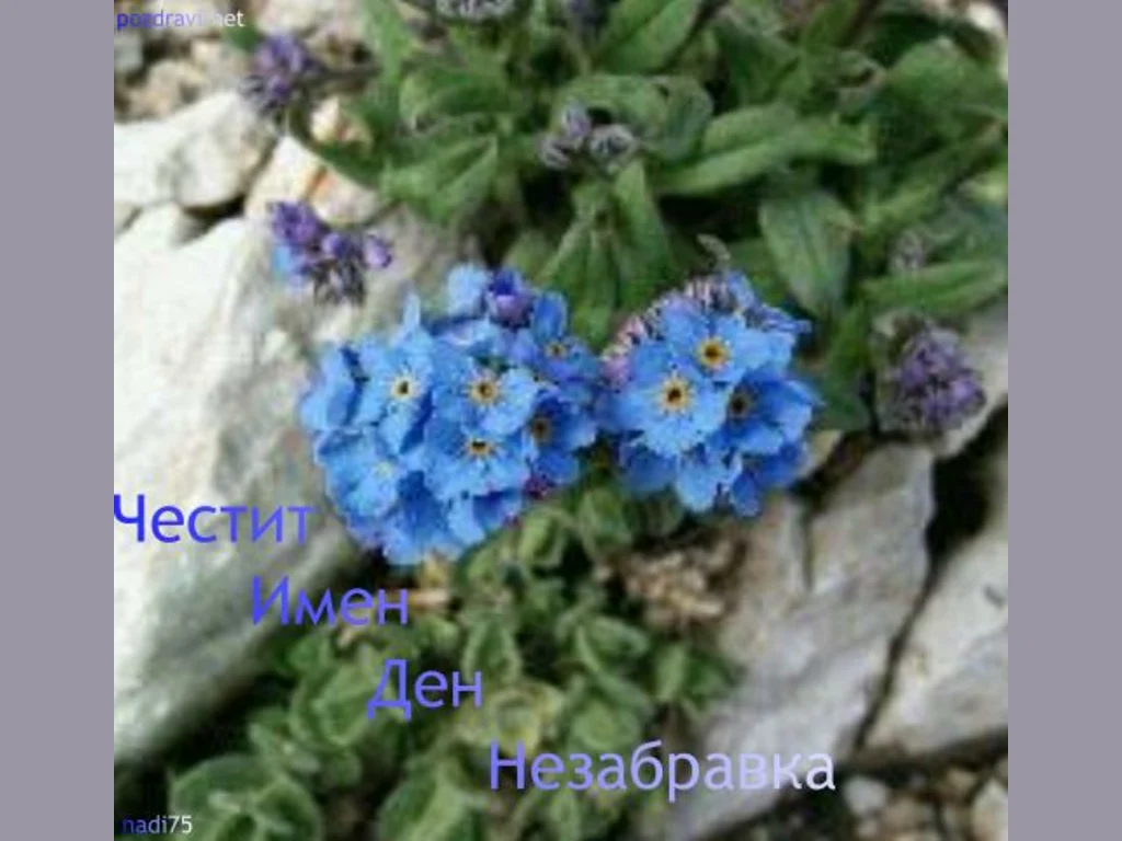 Цветница. Поздрав за Незабравка!