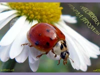 Честита Първа Пролет!