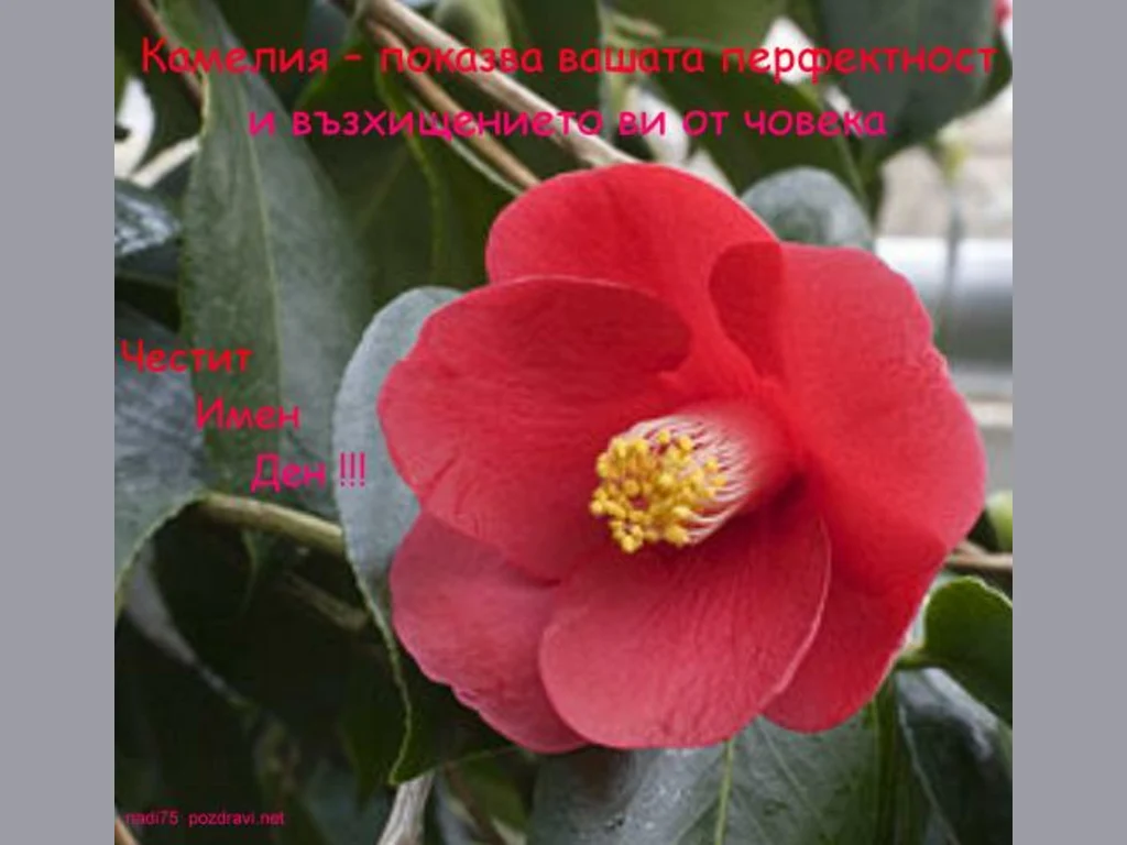 Цветница. Поздрави за Камелия!