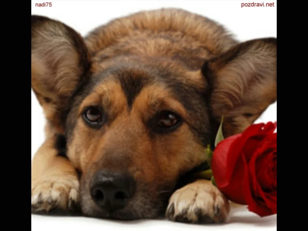 Липсваш ми ...