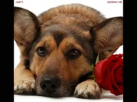 Липсваш ми ...