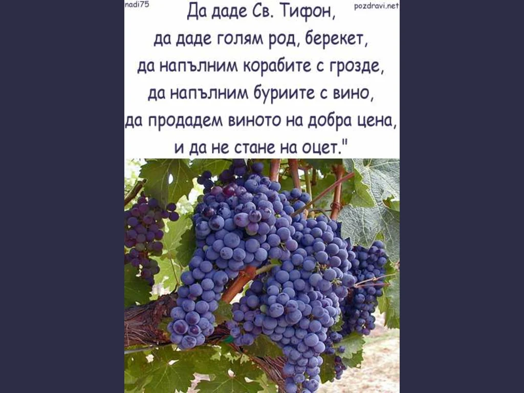 Благословене на реколтата грозде –Честит Трифонов Ден!