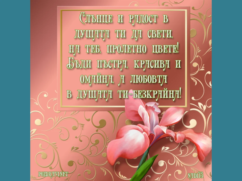 розов ирис за цветница