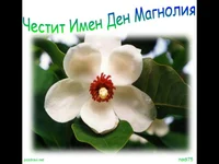 Цветница. Поздрав за Магнолия!