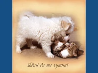 Дай да те гушна